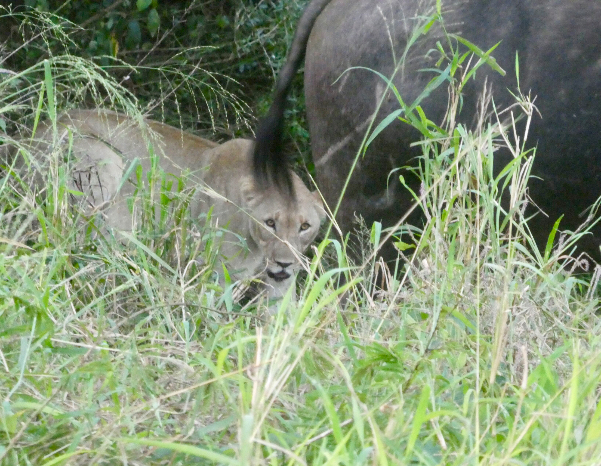 Lion Cape Buffalo Confrontation 3